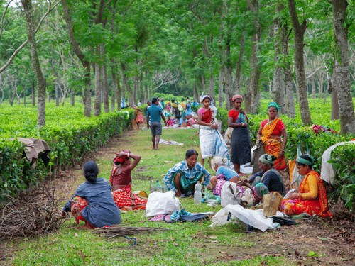 A group of people sitting and standing along a pathway in a tea garden surrounded by rows of tea plants.