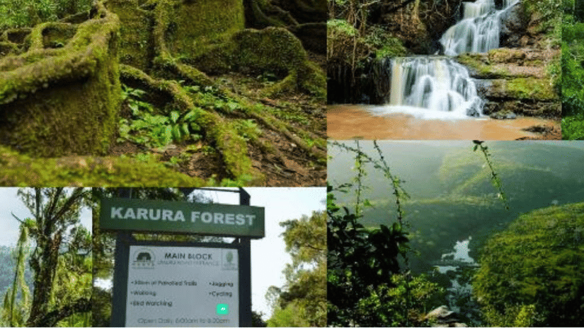Dense trees and greenery at the Karura Forest.