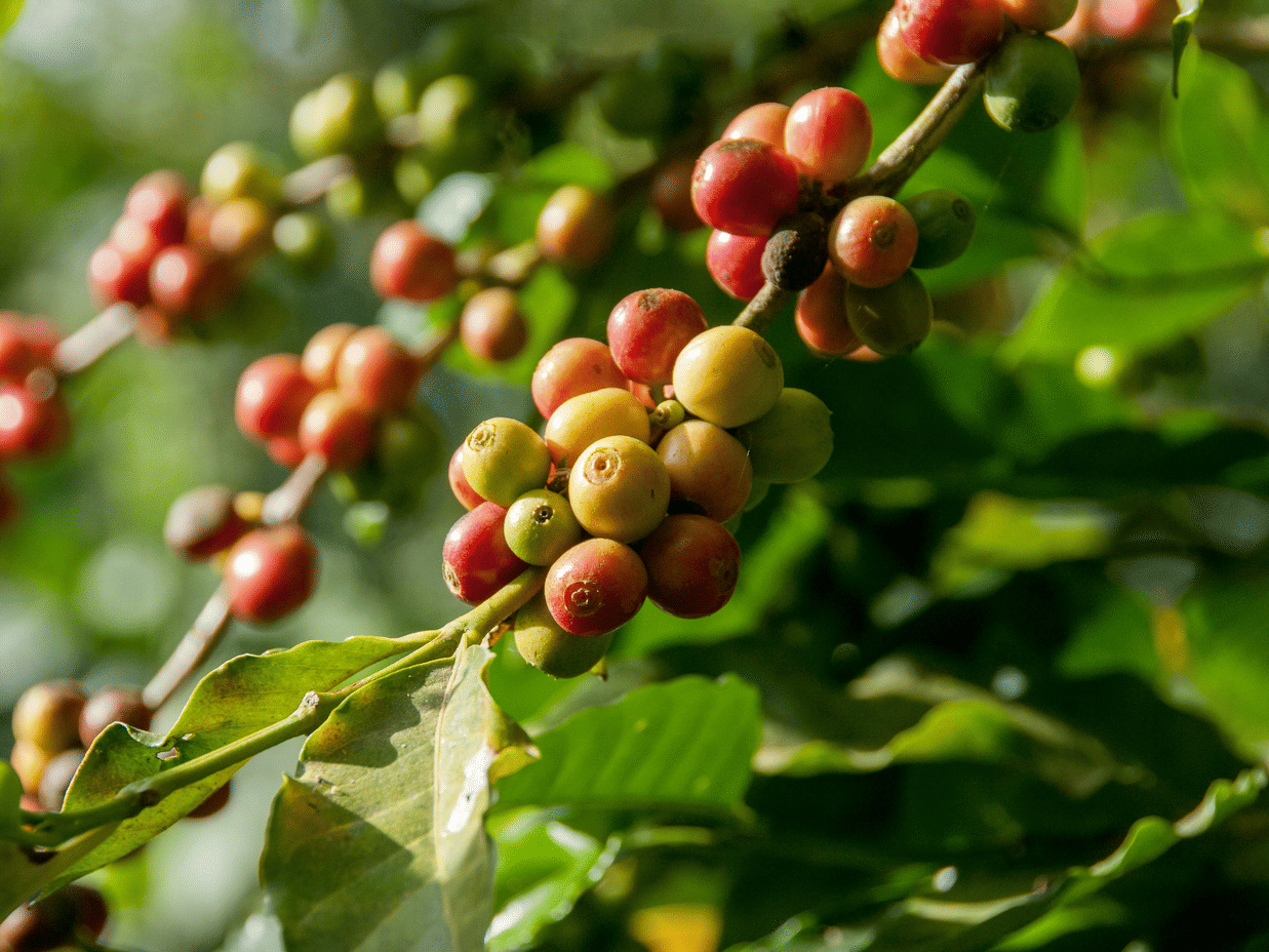 Coffee estate tour Sakleshpur