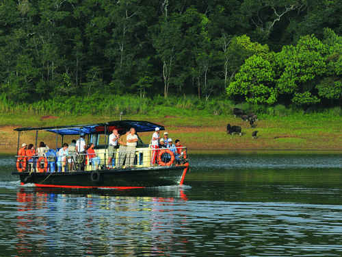 An overview of boat with many people travelling on a waterbody inside Periyar Wildlife Sanctuary and a herd of Gaurs on the land in the background.