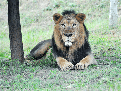 An Asiatic lion lying on grass in a wildlife sanctuary surrounded by trees.