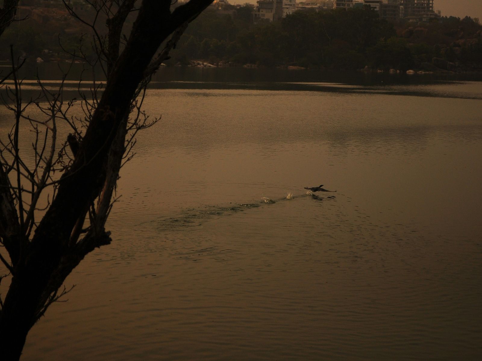 A calm lake with a boat in the distance, framed by a tree branch in the foreground. The sky is a soft hue.