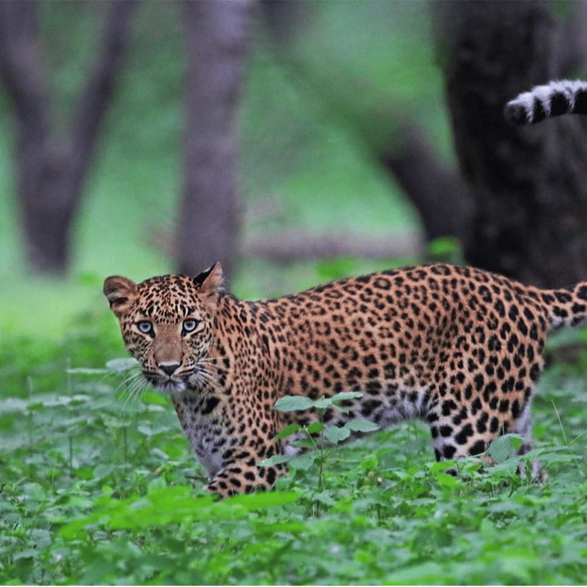 Leoprad-2