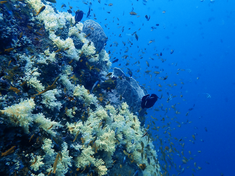 06 Know the dive sites