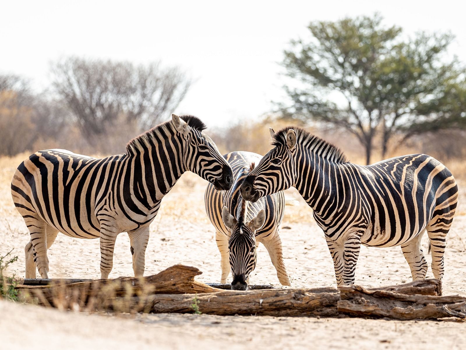 WATERHOLE