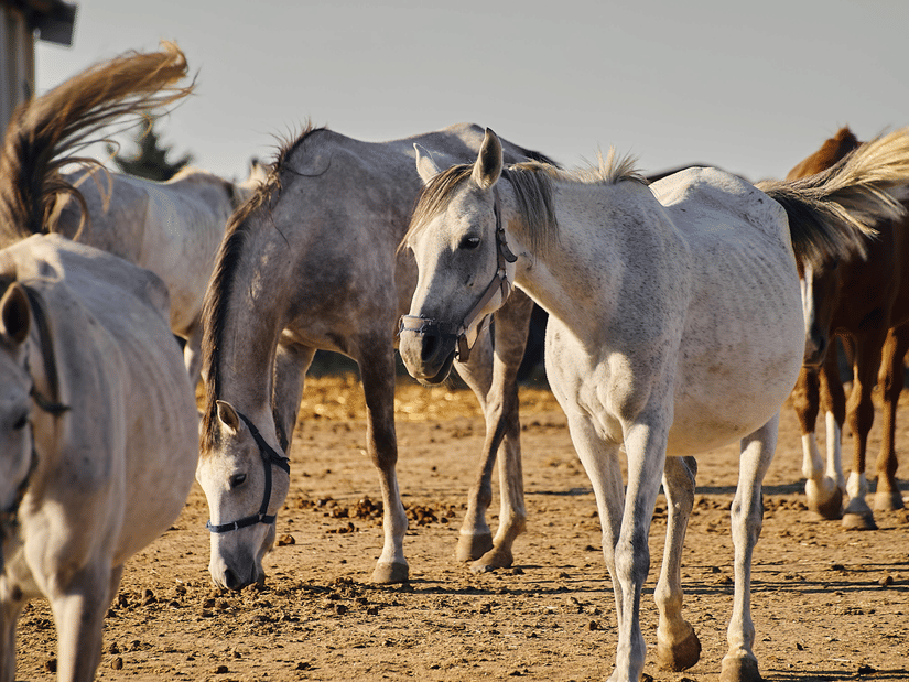 A group of white and gray horses grazes and walks across a dusty dirt paddock under bright, natural sunlight.