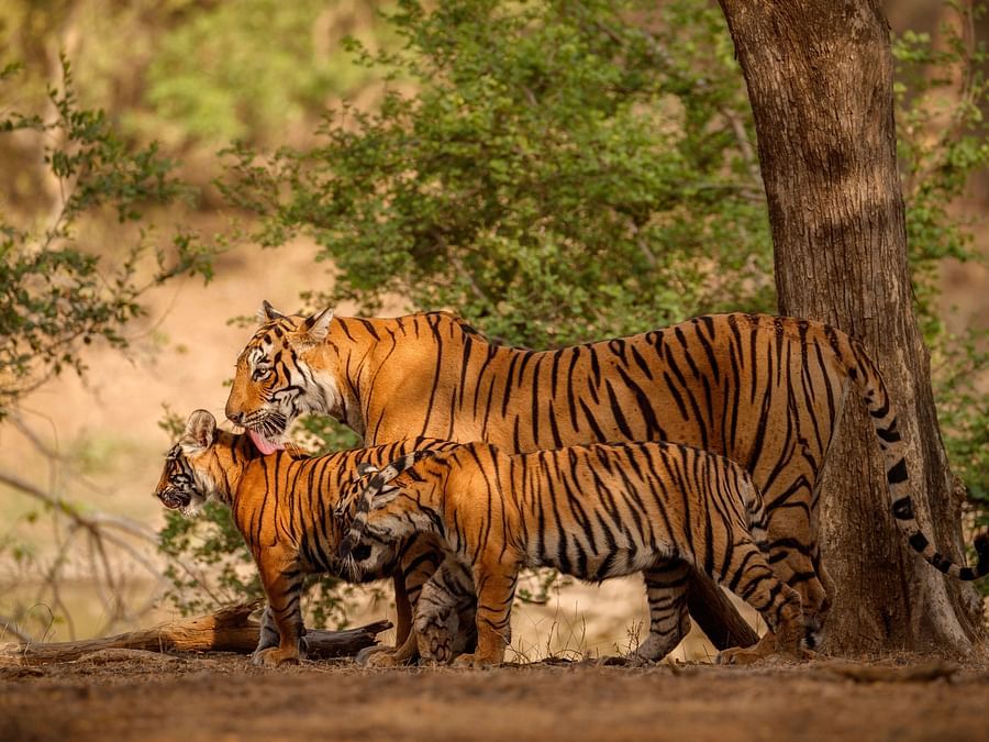 amazing-bengal-tigers-nature