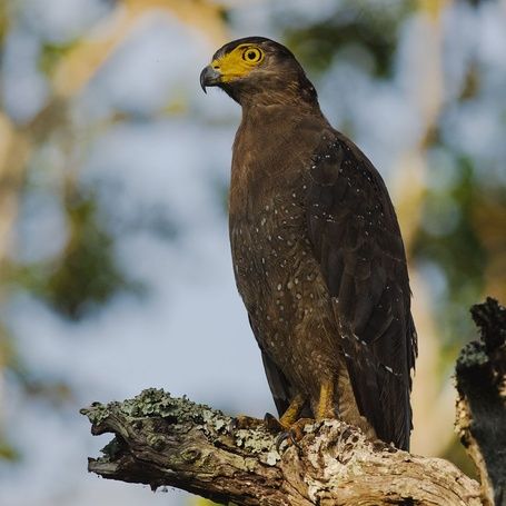 Crested Serpent Eagle perched on a branch.