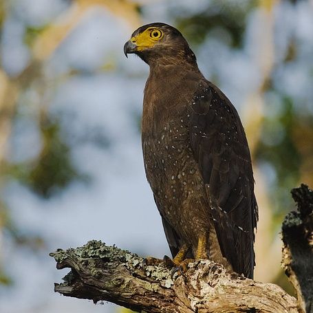 Kabini Blog Eagles Serpent Eagle