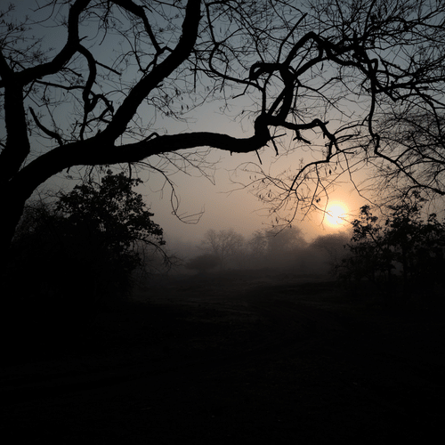 image of a sunset captured in an angle where trees form a canopy