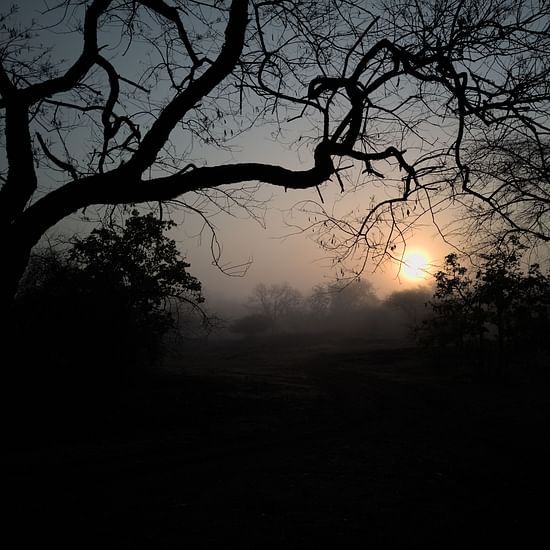 image of a sunset captured in an angle where trees form a canopy