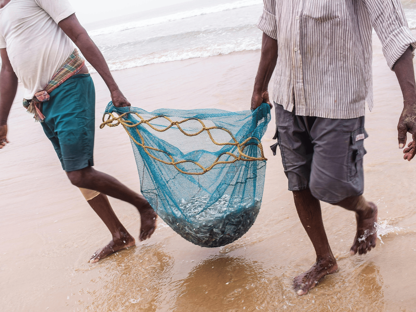 Two fishermen walking along the shore carrying a fishing net filled with their catch as waves wash over the sand.