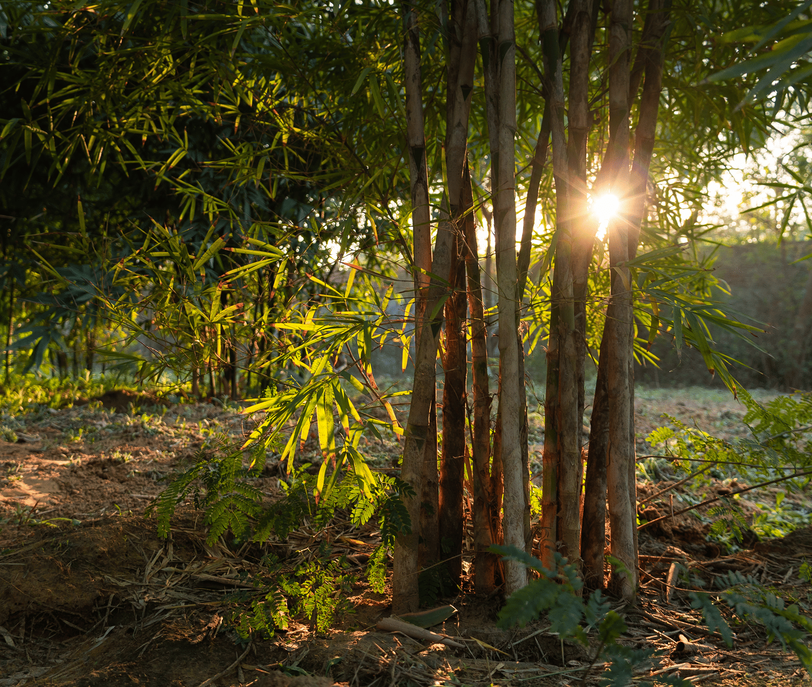 bamboo-forest-5