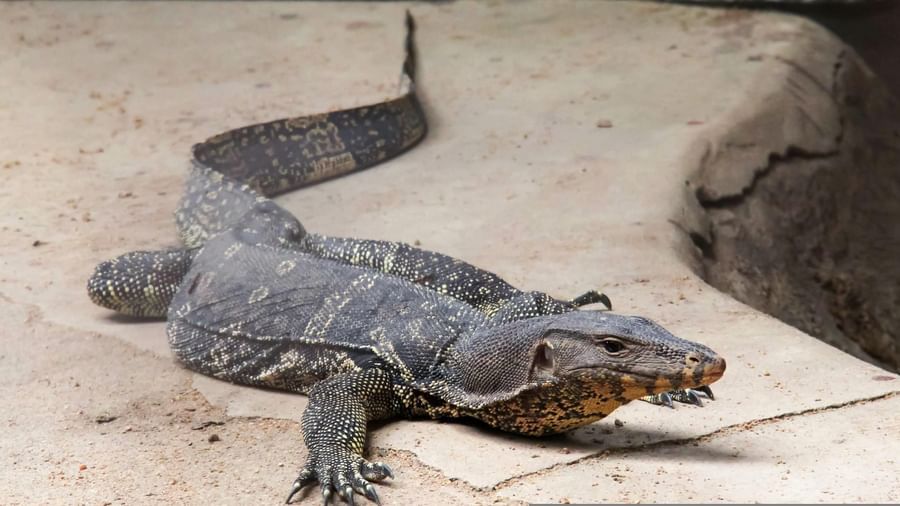 An overview of a monitor lizard walking on a stone pavement.