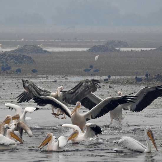 Birding at Ajabgarh Dam