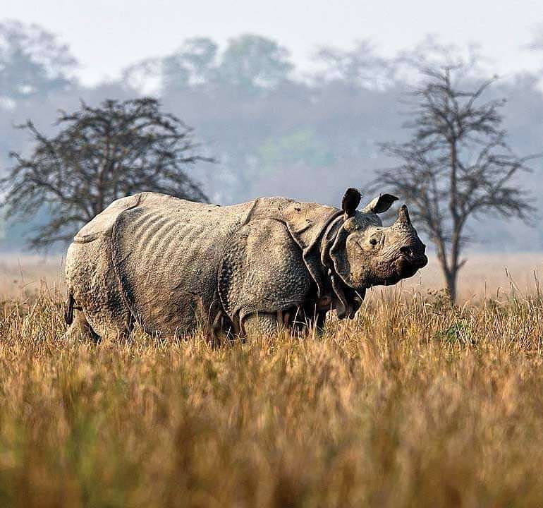 Rhinocerose in the wild