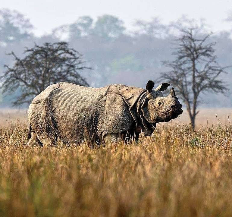 Rhinocerose in the wild