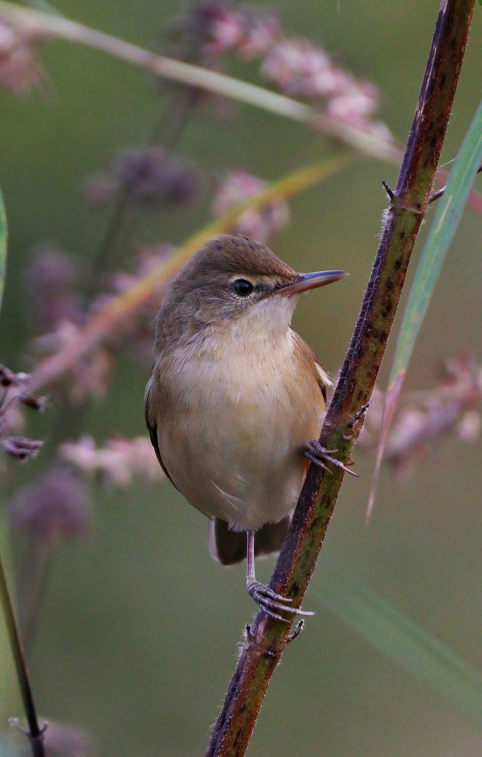 A small bird perched on a branch with flowers, natural setting.