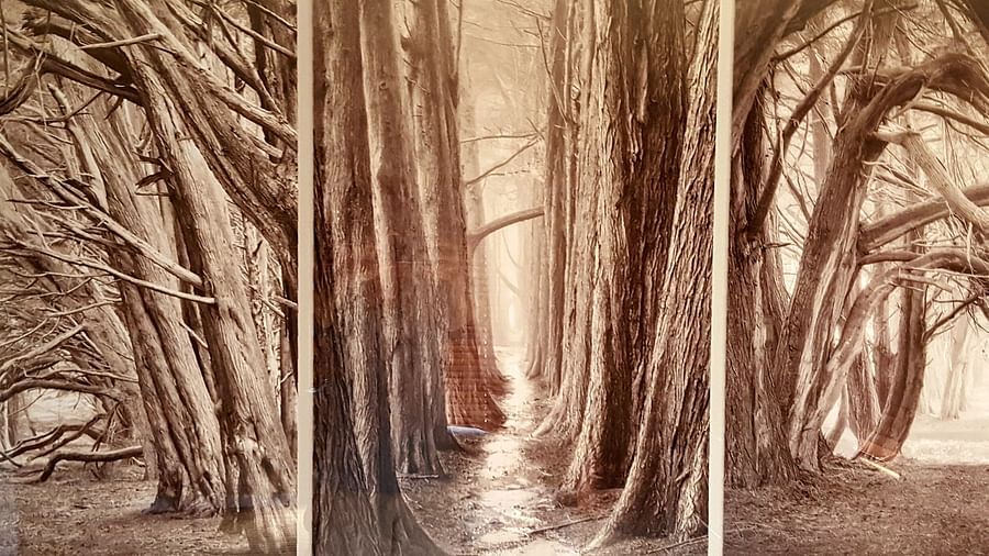 A stunning tree-inspired wall art piece in one of our rooms - Brewery Gulch Inn & Spa