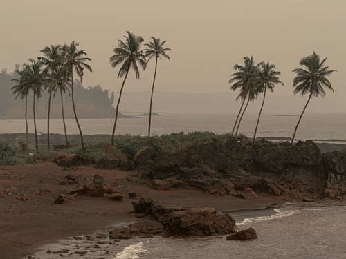 A view of a beach shore at goa on a windy day lined by coconut trees .