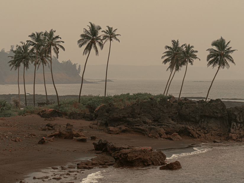 A view of a beach shore at goa on a windy day lined by coconut trees .