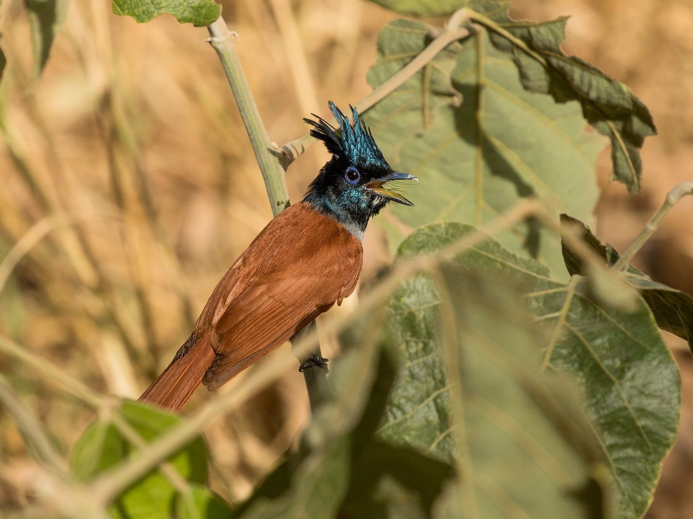 Birdwatching at Machaan Nagarhole