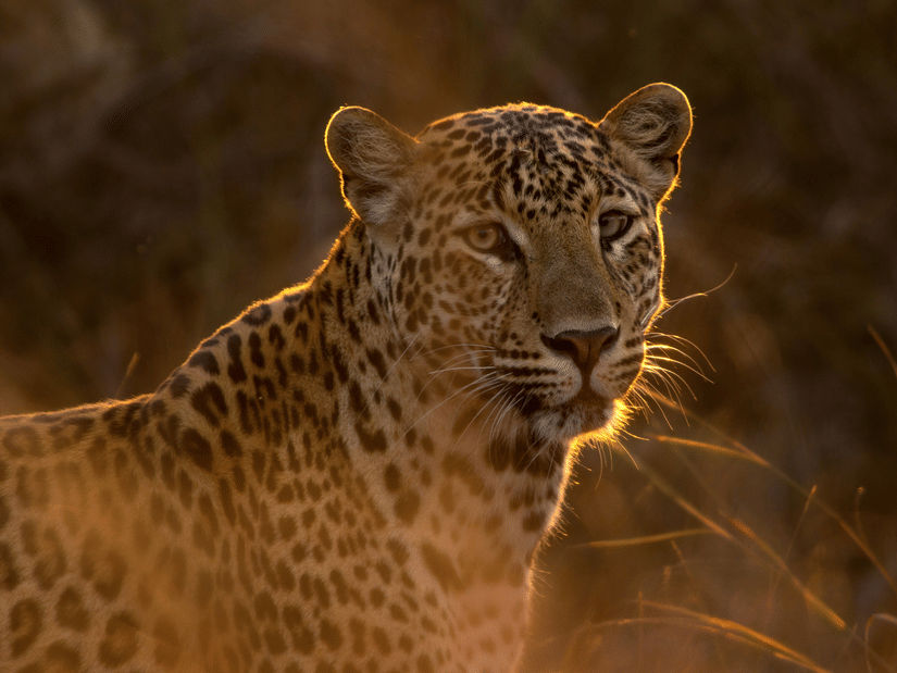 Leopard standing alert in golden evening light, with detailed spotted coat