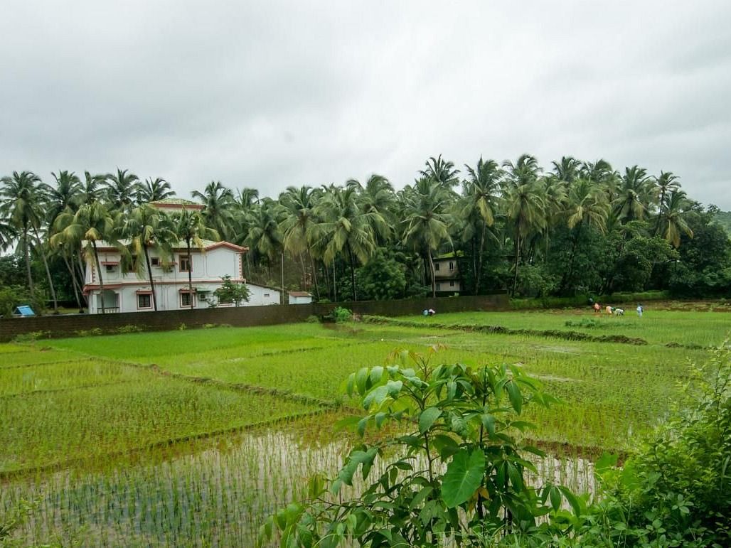 Scenic countryside house amidst green paddy fields 