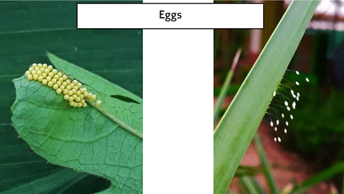 An image of butterfly eggs laid on leaves