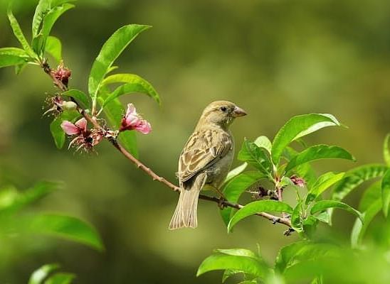 A sparrow perched on a branch with leaves and small pink flowers against a blurred green background.