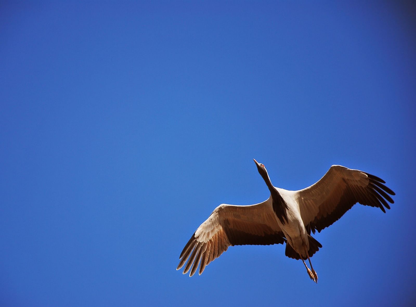 Demoiselle crane flying on a clear blue day - 2