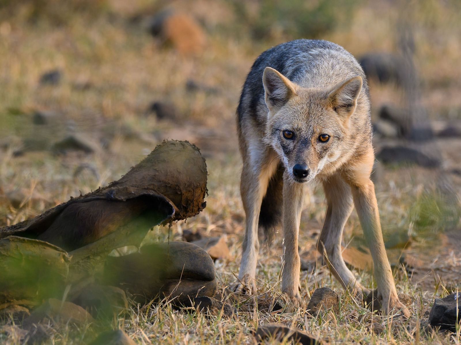 An image of a n Arabian wolf in an arid land