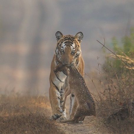 Tiger with a fresh kill, carrying a spotted deer.