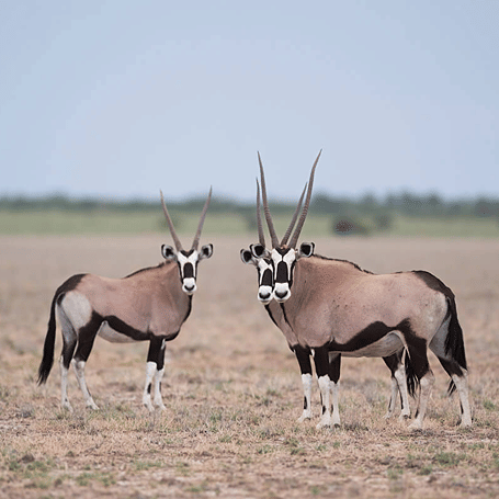 ORYX