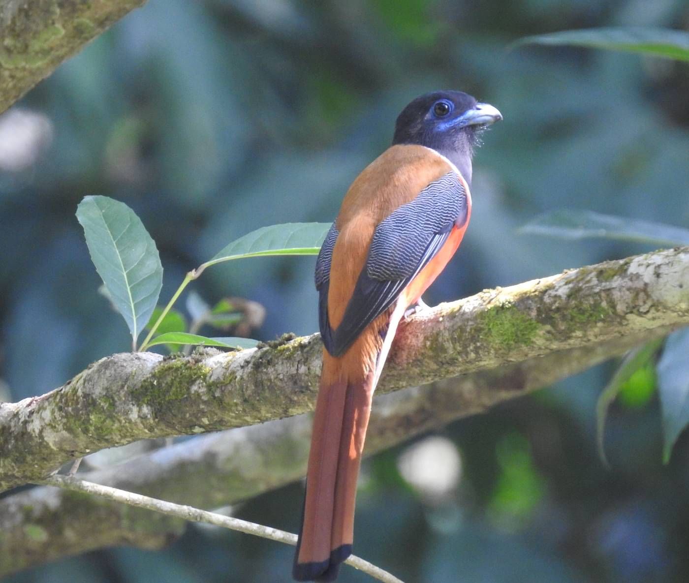 A back view of malabar trogon bird perched on a tree branch | Vythiri Resort, Wayanad