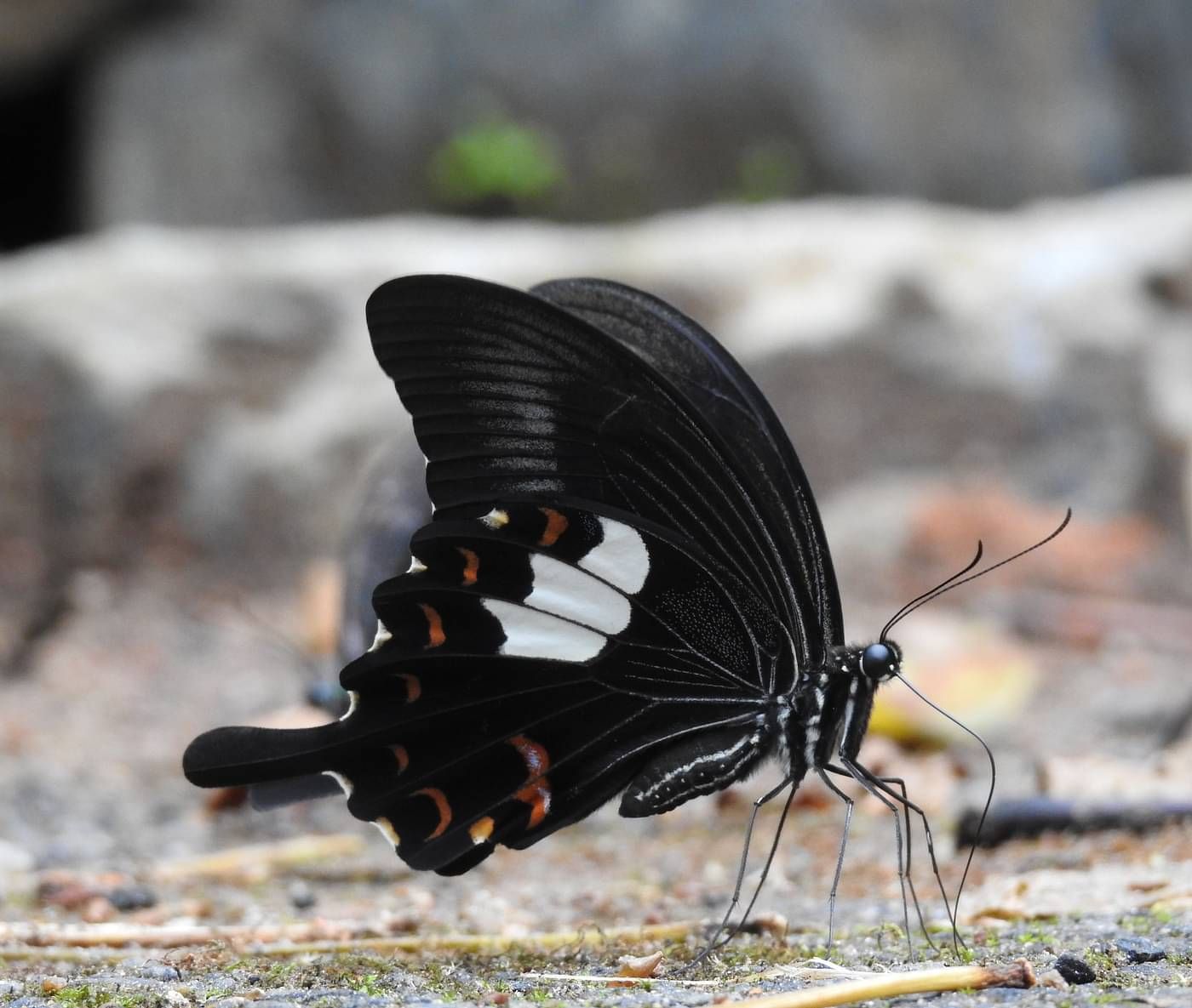 an image of red helen butterfly sitting on the land | Vythiri Resort, Wayanad