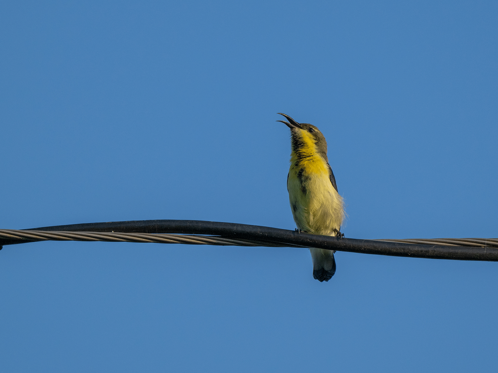 An image of a bird sitting on an electric wire