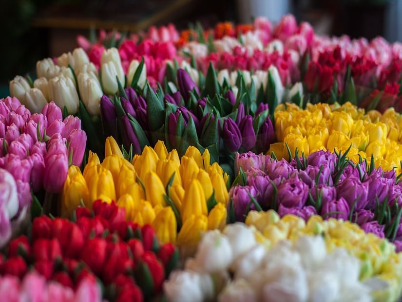 flowers on display