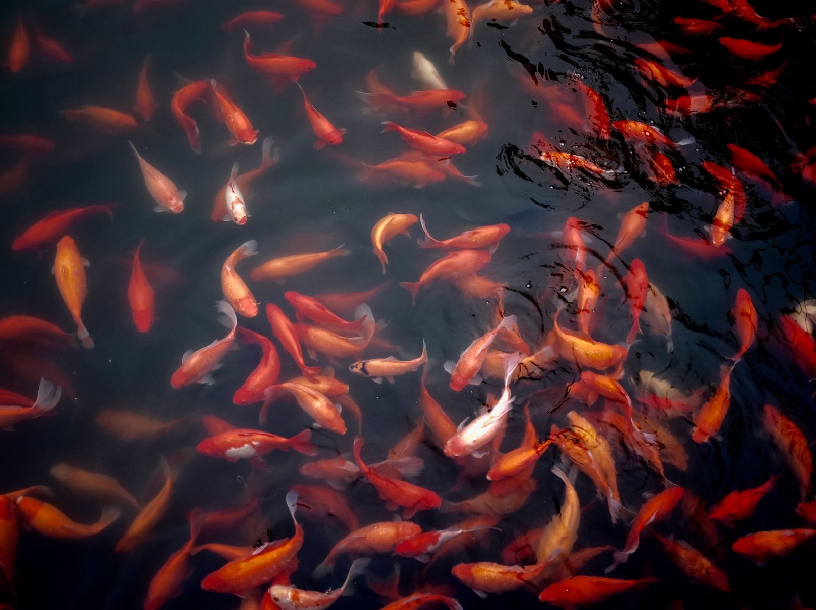 a school of red fish underwater