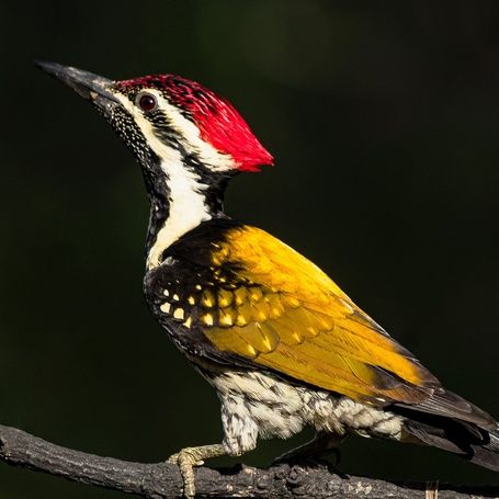 Black-rumped Flameback woodpecker with vibrant plumage.