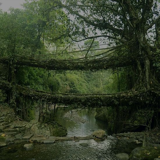 Living root bridge in shillong