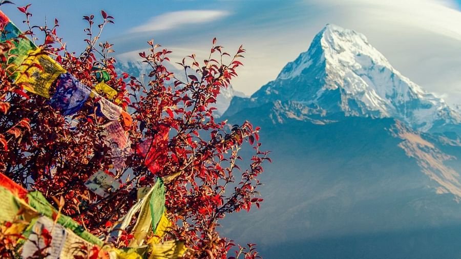 An image of a colourful tree and a mountain in the background | Kavya Resort and Spa, Nagarkot