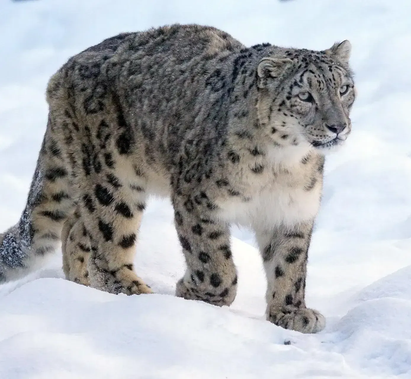 A snow leopard with a thick, spotted coat stands in a snowy landscape.