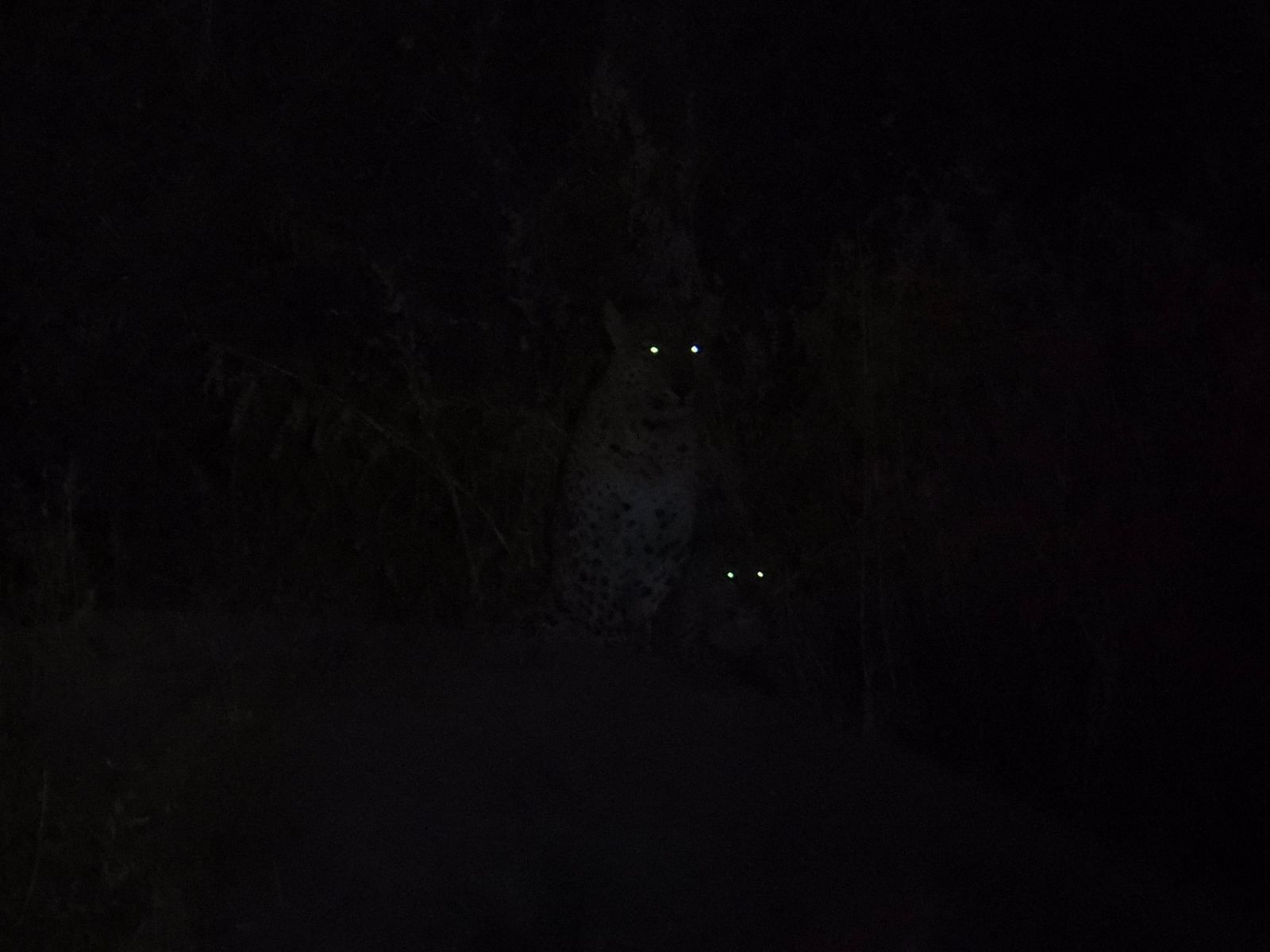 Pair of glowing animal eyes visible in the darkness, likely captured during a night safari..