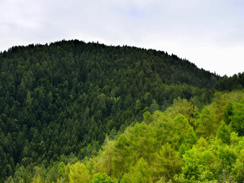 A wide view of a rolling hill completely covered in a dense forest of green trees, under a light, overcast sky.