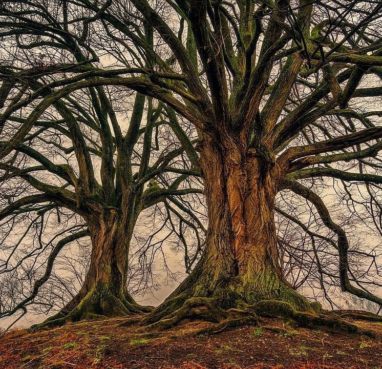 An image of two huge trees with branches spread apart
