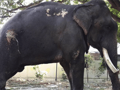 An image of a solitary elephant standing tall and a tree in the background