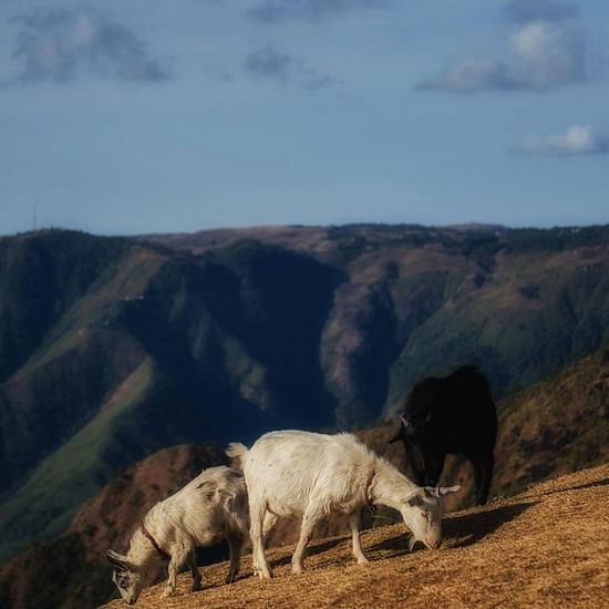 goats grazing