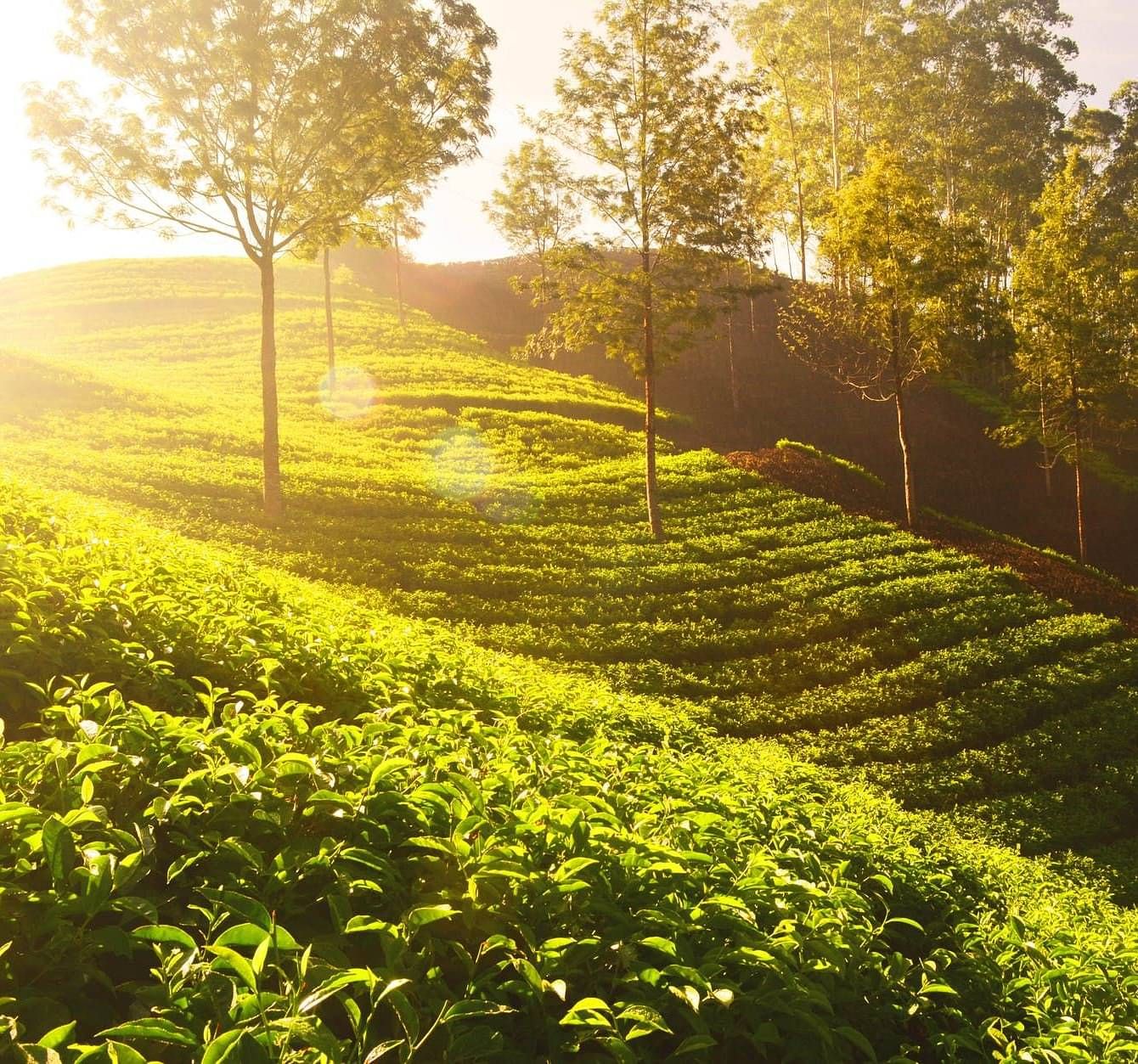 Tea leaves fields glistening in the sunlight