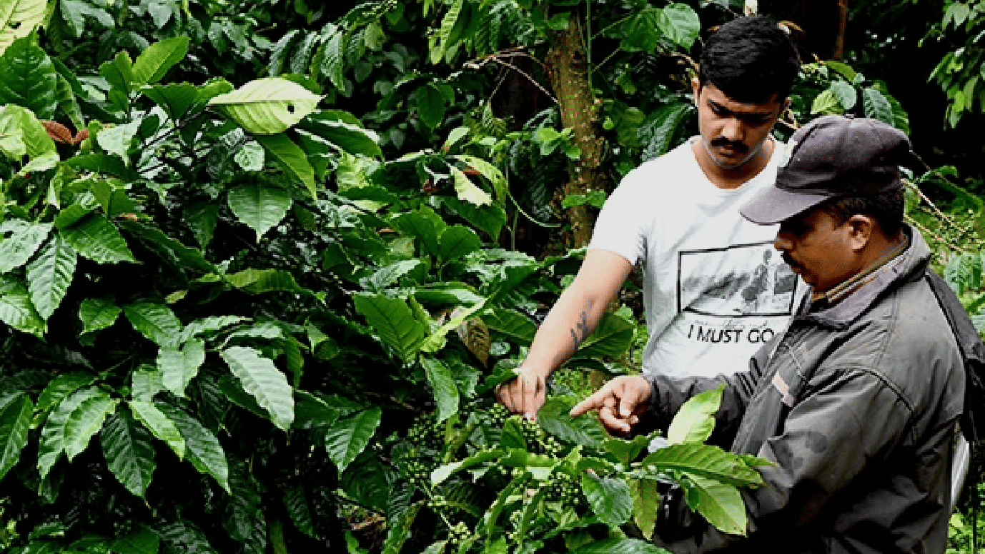 goldfinch sakleshpur coffee plantation 1